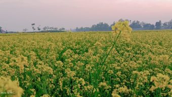 নাগরপুরে সরিষা ফুলে গুঞ্জনে মূখরিত মৌমাছিরা 