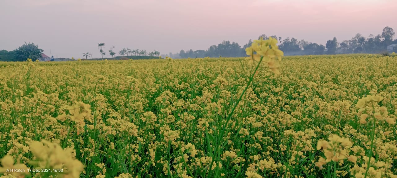 নাগরপুরে সরিষা ফুলে গুঞ্জনে মূখরিত মৌমাছিরা 