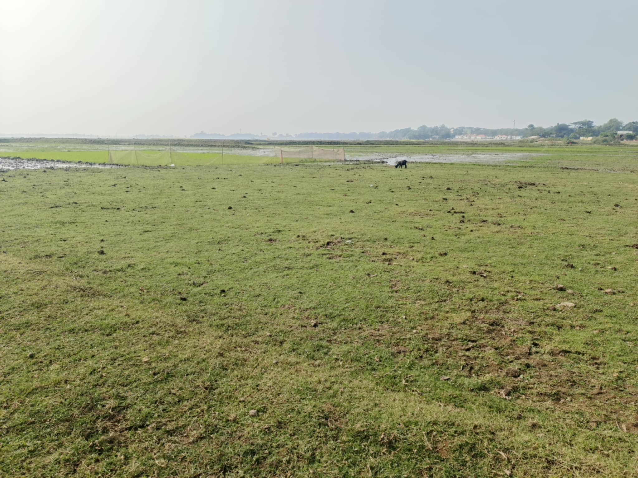 রাবার ড্যাম নষ্ট হওয়ায় শুকিয়ে যাচ্ছে করচার হাওড়-দিশেহারা কৃষক