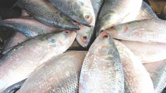 Hilsa, the potential sector of our country