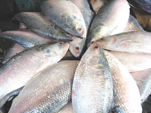 Hilsa, the potential sector of our country